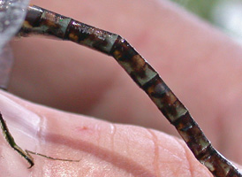 Taper-tailed Darner